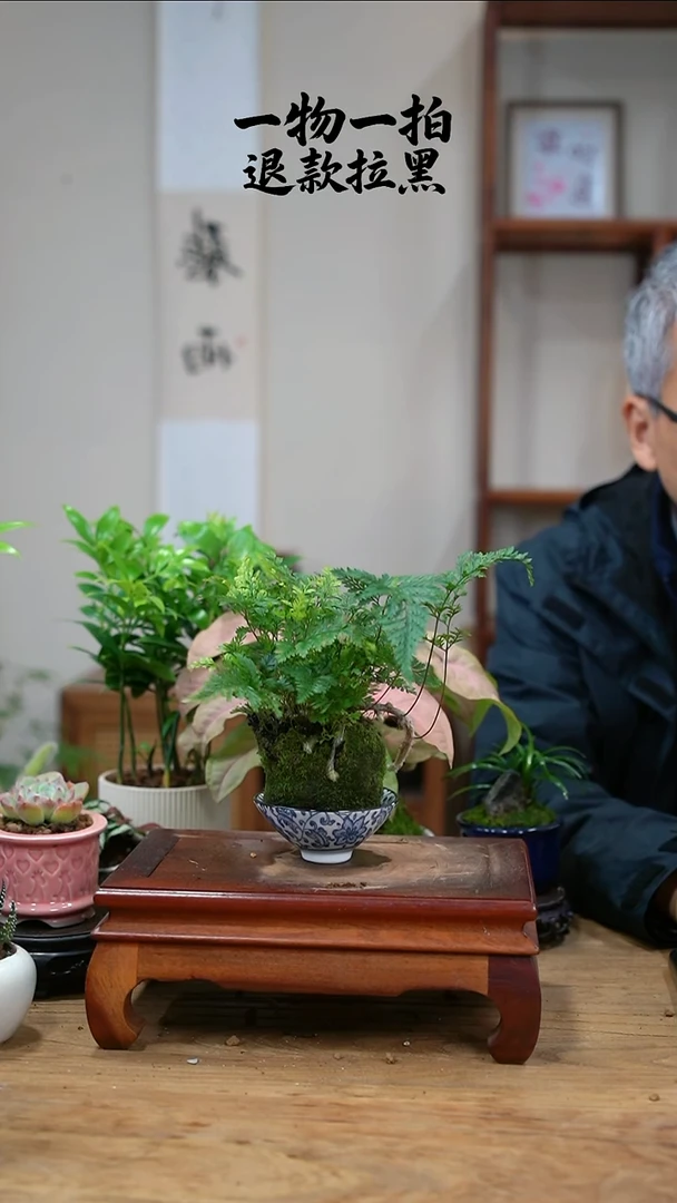 完全开放我****?狼尾蕨042