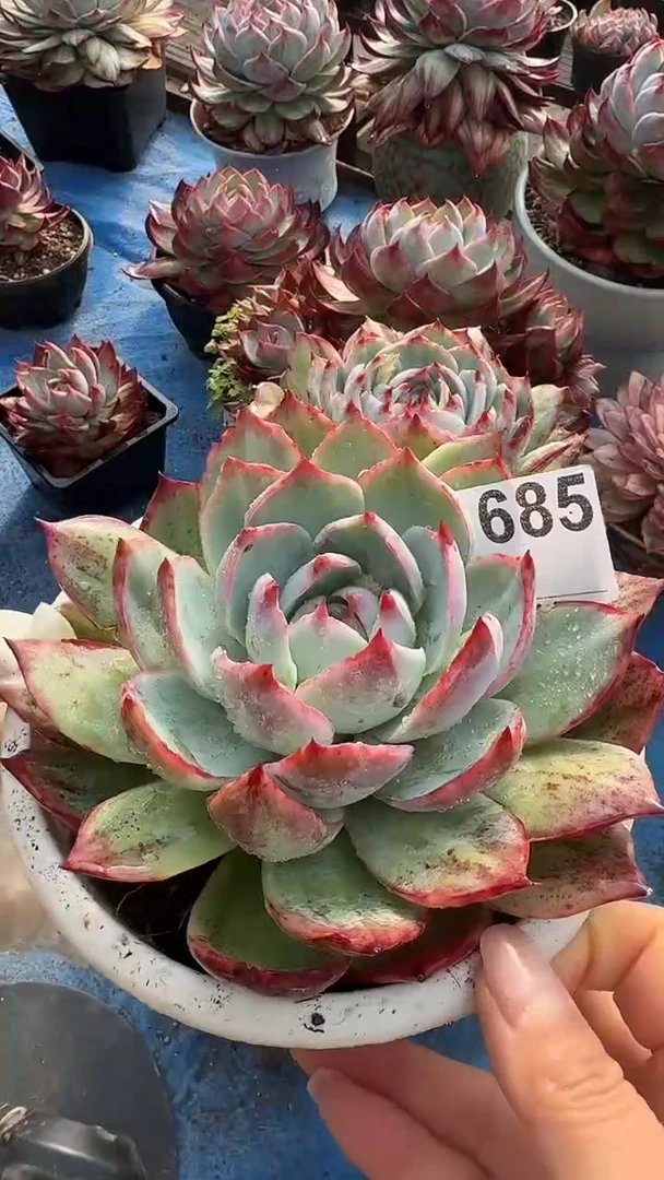 F685惊鸿（裸根发货）（微瑕）