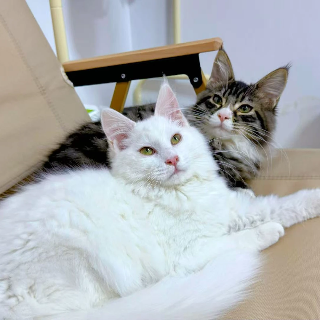 凯特宠物猫猫活体链接