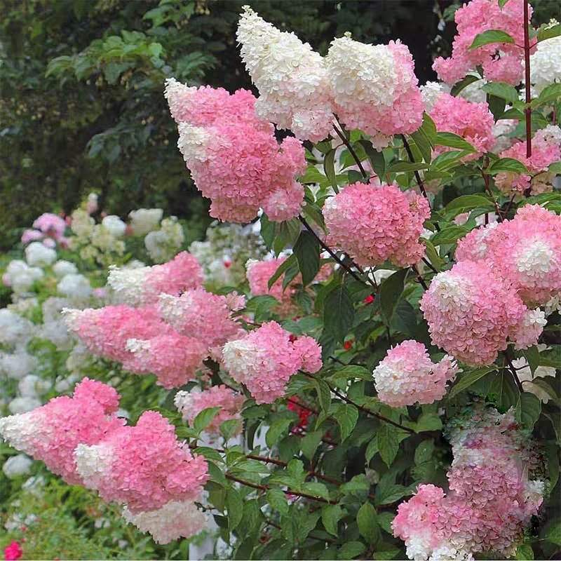 3加仑圆锥木绣球绣球花超级耐寒耐热的庭院阳台多年生绣球盆栽