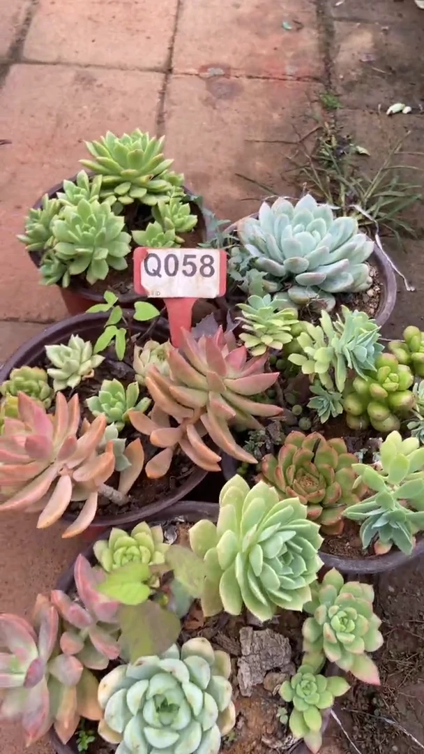 Q058多肉组合默认脱土发货
