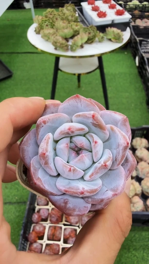 50#温斯莱特（4-6cm）脱土