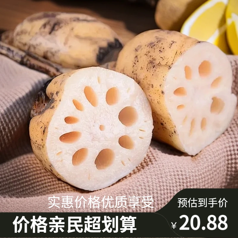 湖北洪湖莲藕新鲜现挖现发炖汤粉藕农家自种人工粉糯香甜煲排骨汤