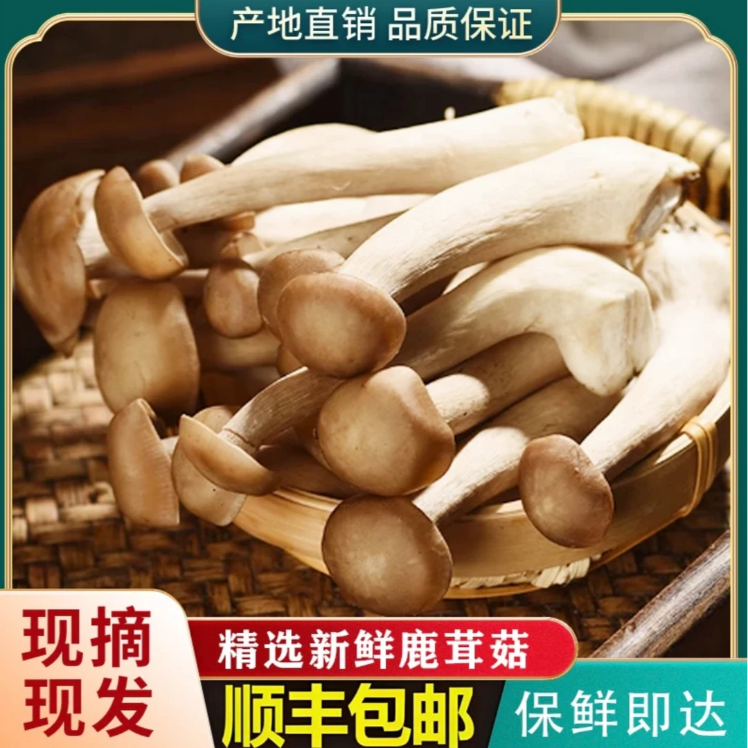 【新鲜采摘】Z鲜脆鹿茸菇煲汤炖汤食用菌火锅食材营养饱满食用菌