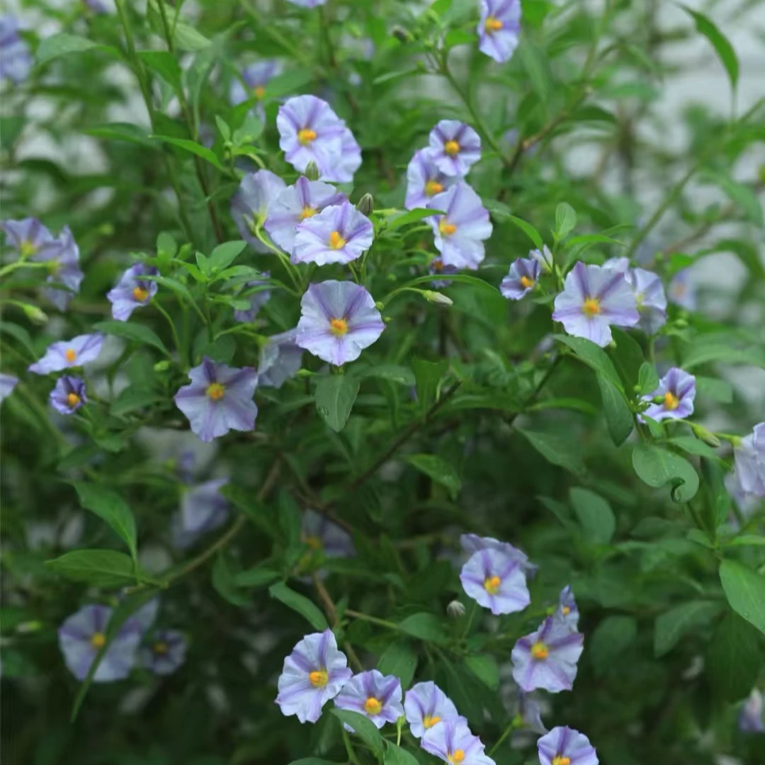 粉紫色蓝茄花棒棒糖开花不断多年生阳台庭院好养易活