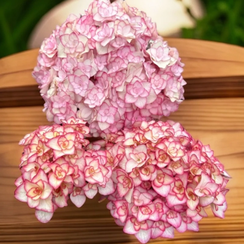 《沙子小姐》露天绣球（已发货不支持退款或拒收）