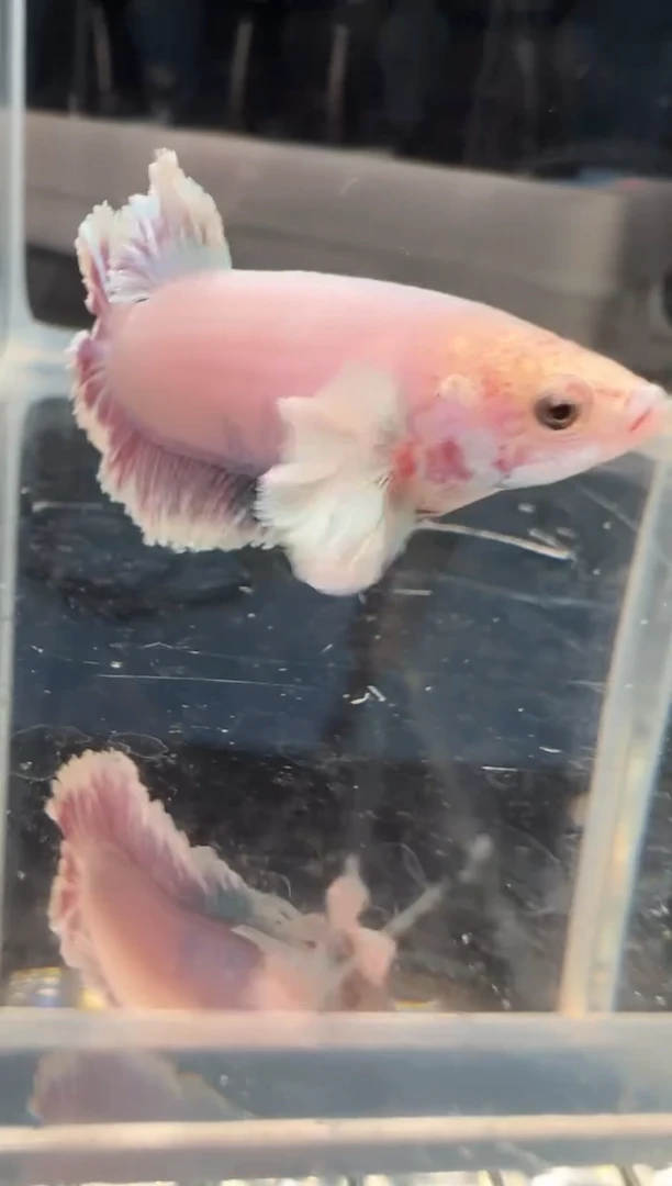 斗鱼绣球大耳朵鱼