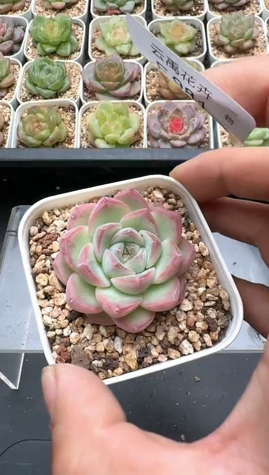 980F云禹多肉植物 默认脱土纸巾打包 3颗包邮