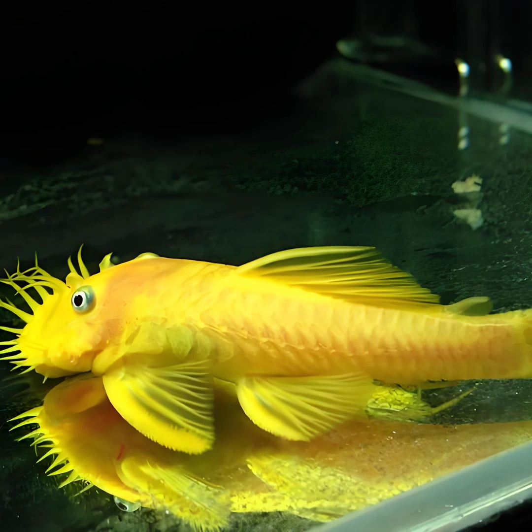 告别绿藻困扰！24小时清洁工”回家黄金胡子除藻工具热带鱼观赏鱼