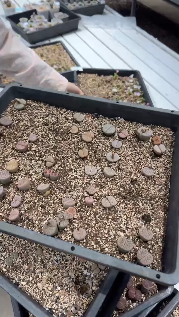 多肉植物肉锥脱土发12-233