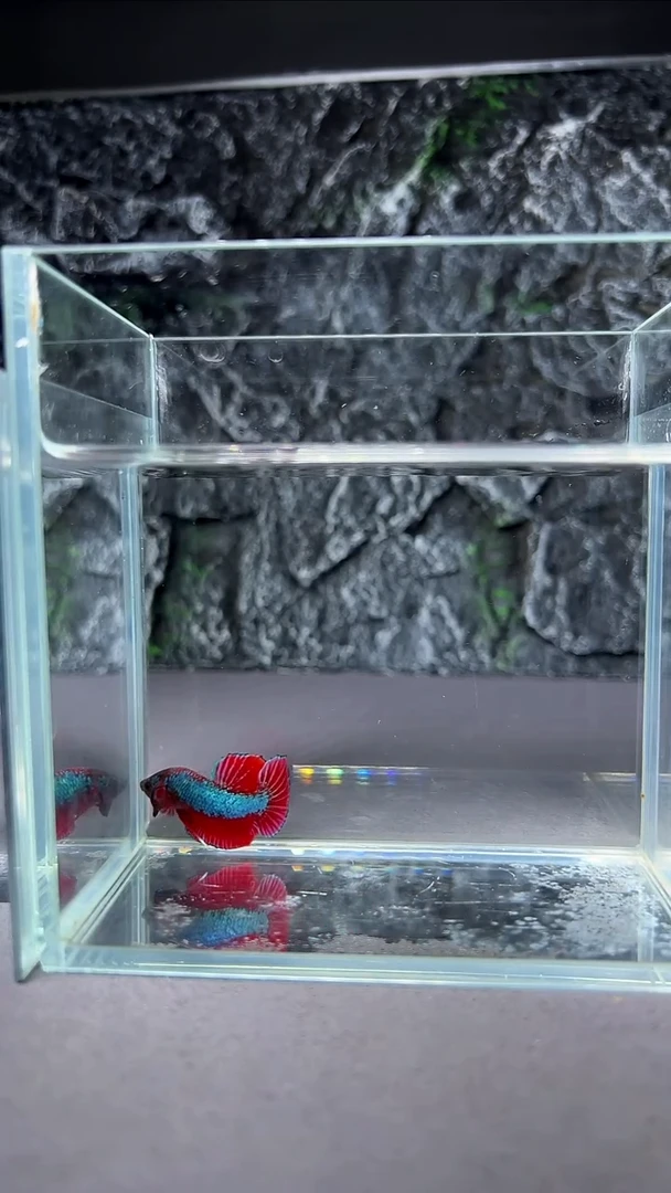 斗鱼竞拍链接A053