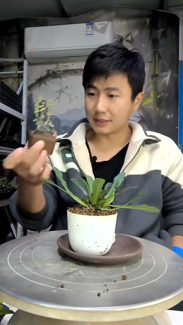 冲***丘中青园艺一物一拍花451