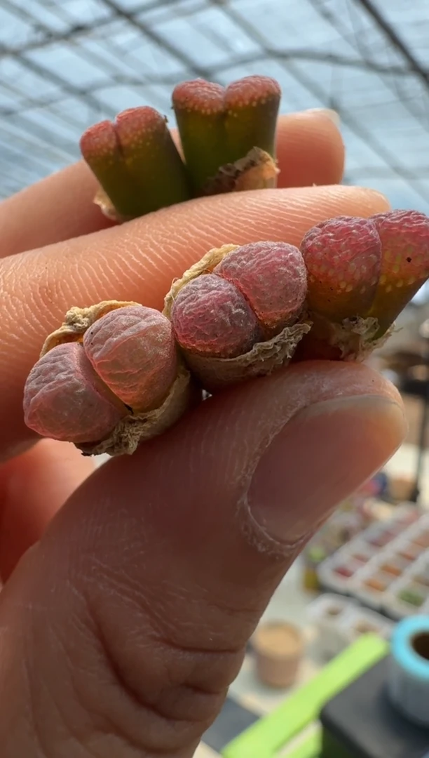 疯狂的多肉石头27-801紫烟一颗