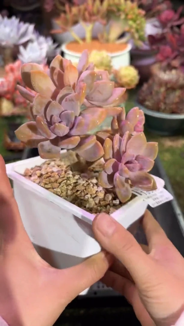 【闪购商品】13936