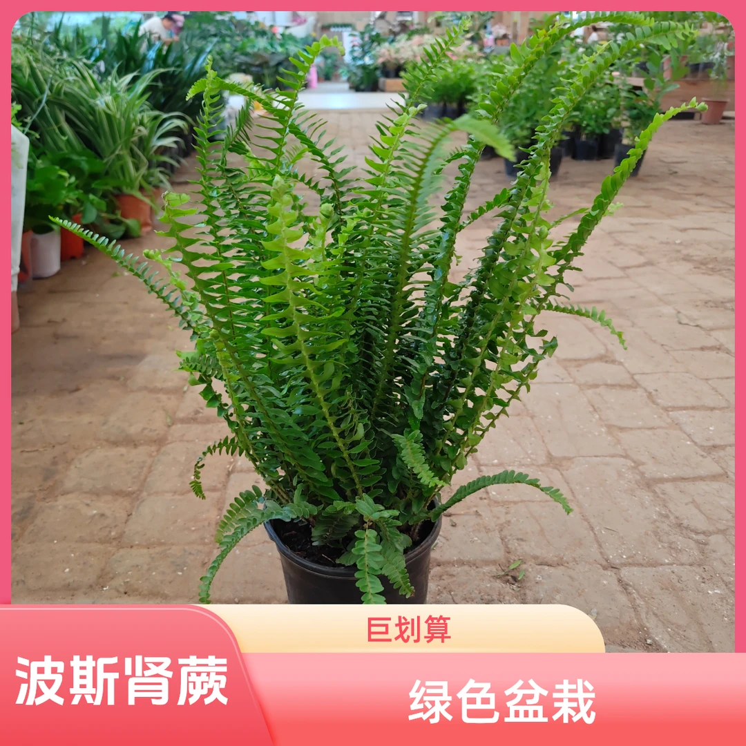 波斯顿蕨肾蕨盆栽绿植