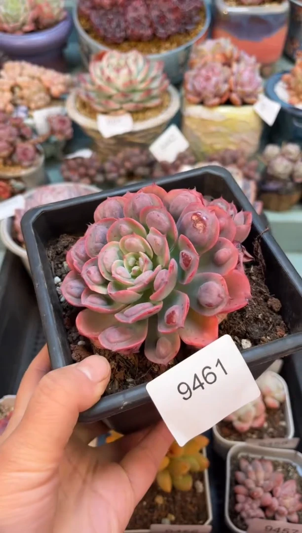 9461单头雨滴多肉