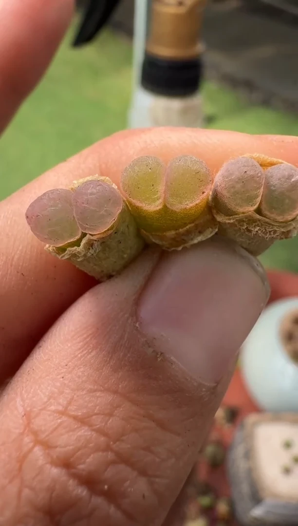 美丽的肉石头10-161蕾丝舞裙一颗