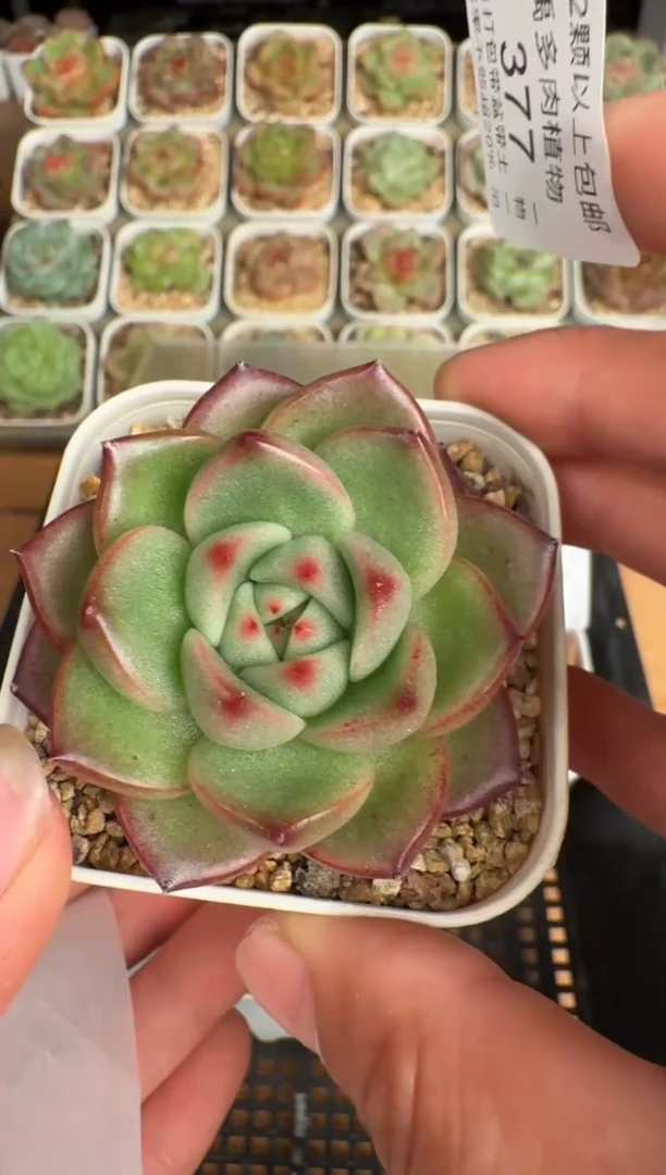 377带盆土发(6.5cm杯）一物一拍 珍妮多肉