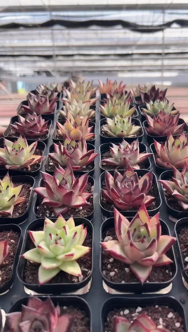 【闪购商品】新款多肉143（32棵其中一颗）不可选