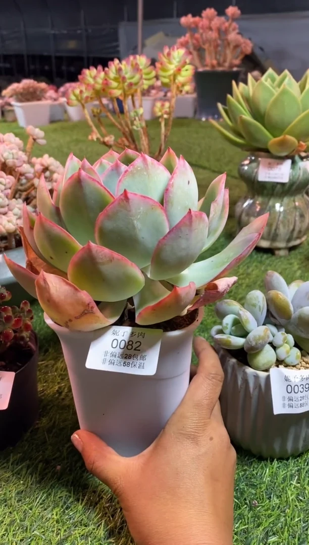 【闪购商品】0082a