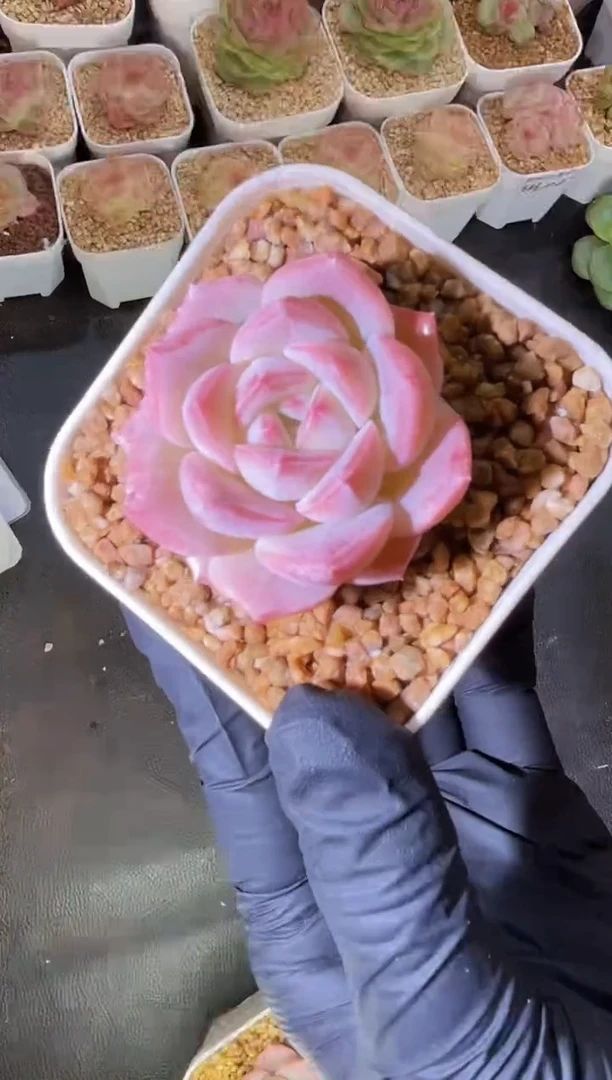 闪购1962  芬达多肉一颗 3-4厘米