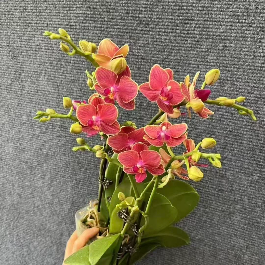 【小金桔】精品蝴蝶兰花室内阳台办公室高端花卉绿植盆栽年宵花