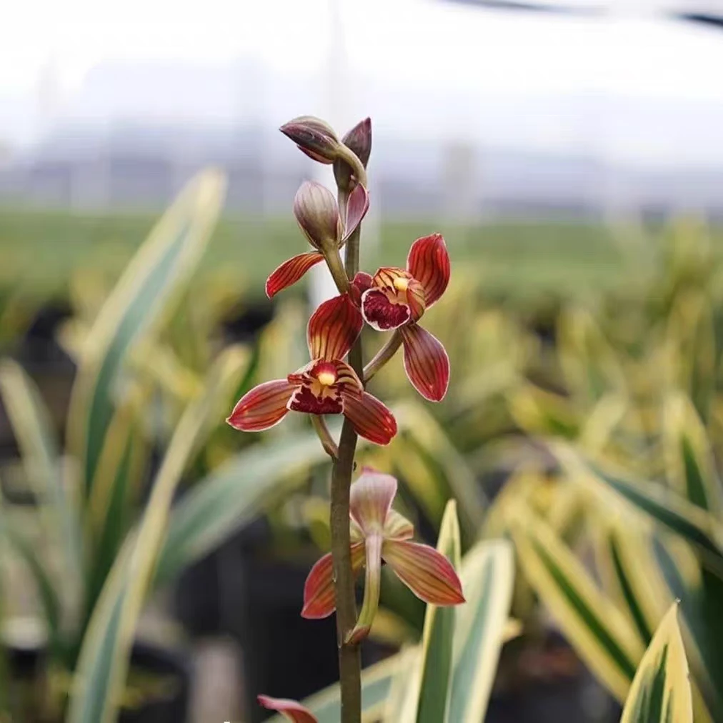 金边墨兰：东方红神荷矮种开花浓香精品兰花