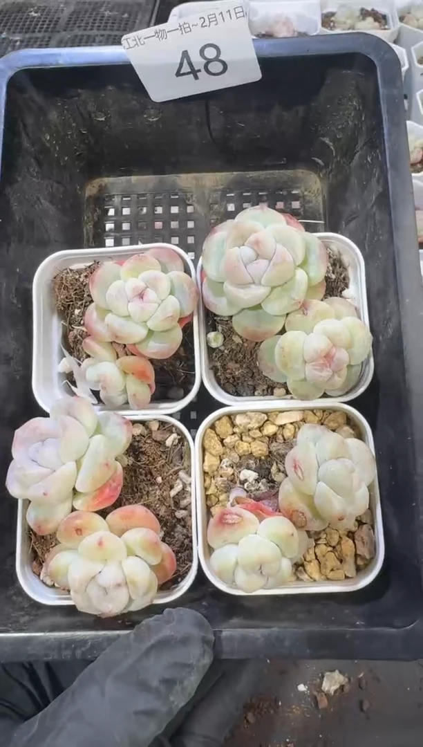 【闪购商品】48号到手1框江北多肉一物一拍