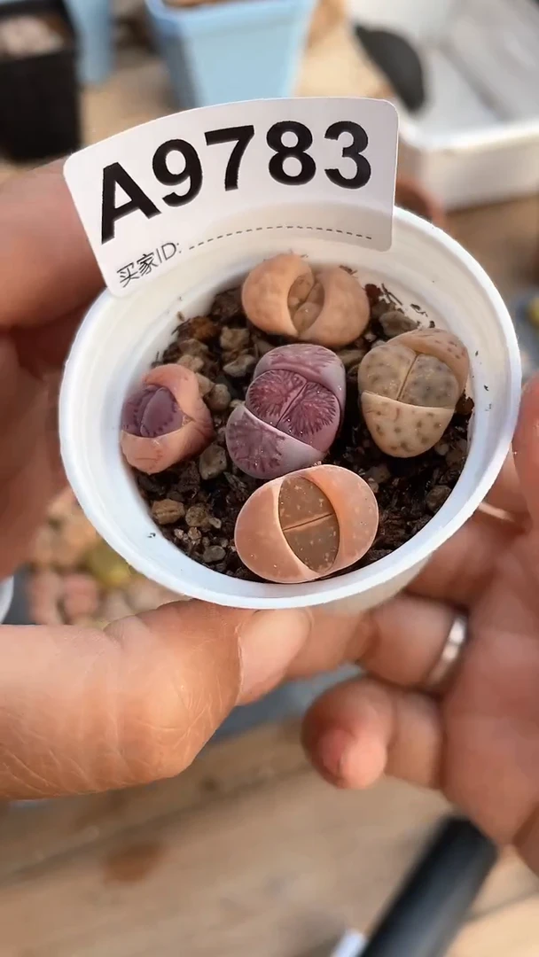 【闪购商品】9783直播一物一拍