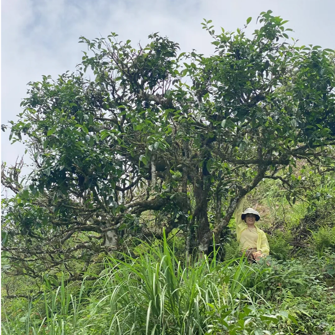 福利【忙波】2023年 200克 普洱茶 生茶饼茶 一提链接