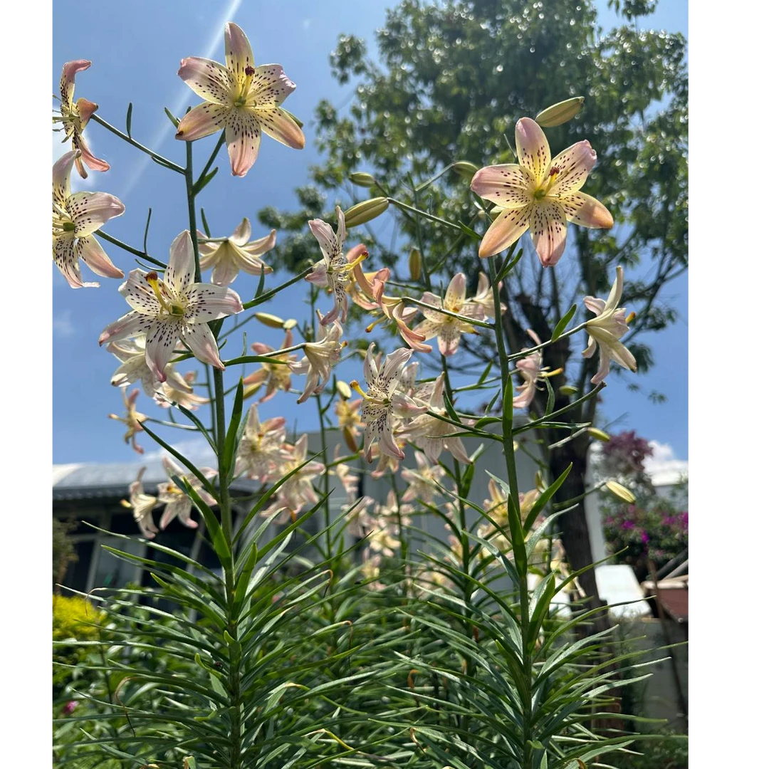 1颗百合种球【花饰18-20】（胸花）虎皮系列百合