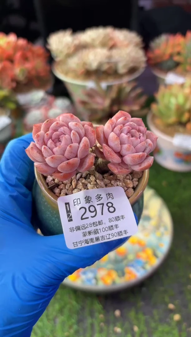 昆明印象多肉2978