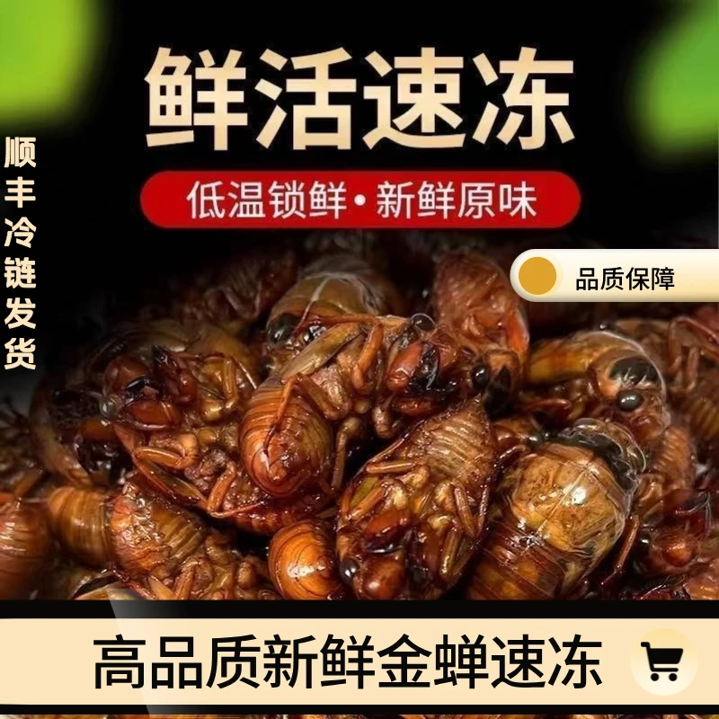 【2025新鲜高品质金禅】知了猴速冻现抓爬又猴蝉蛹【专属】