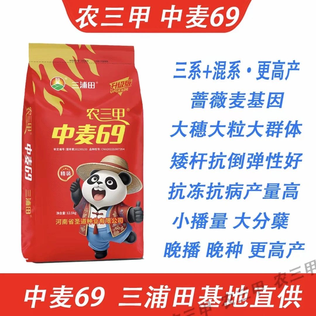 农三甲中麦69（六郎）麦种角质粮抗倒伏能力强 冬性小麦品种