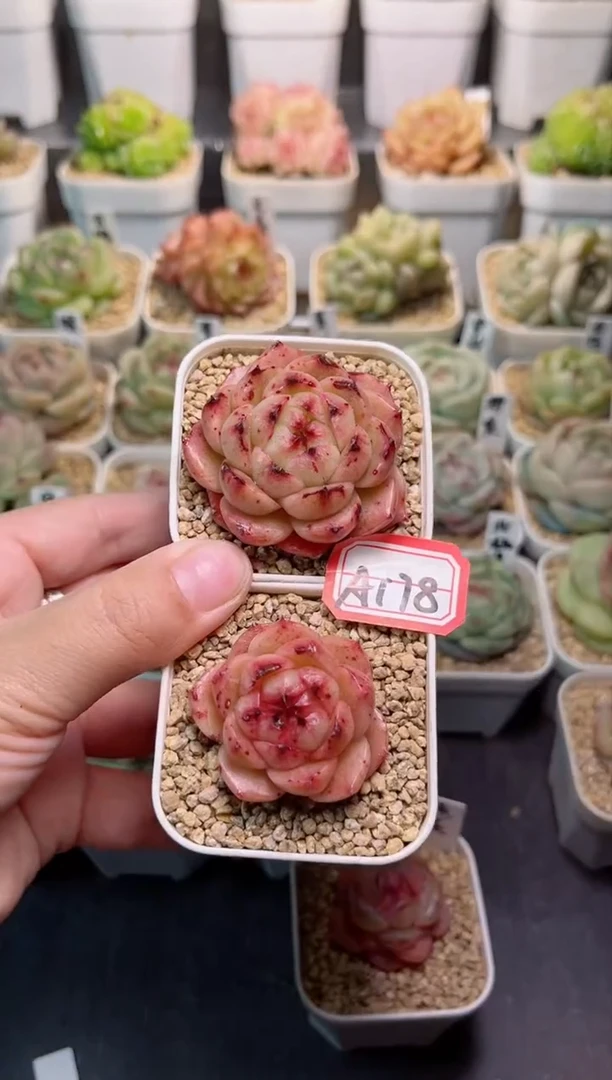 【闪购商品】A175百笙两个一物一拍