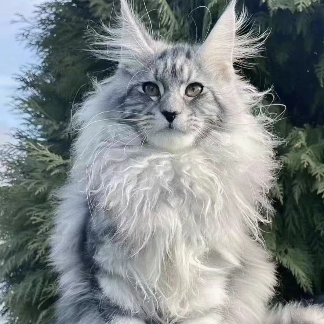 蓝白长毛拿破仑全款