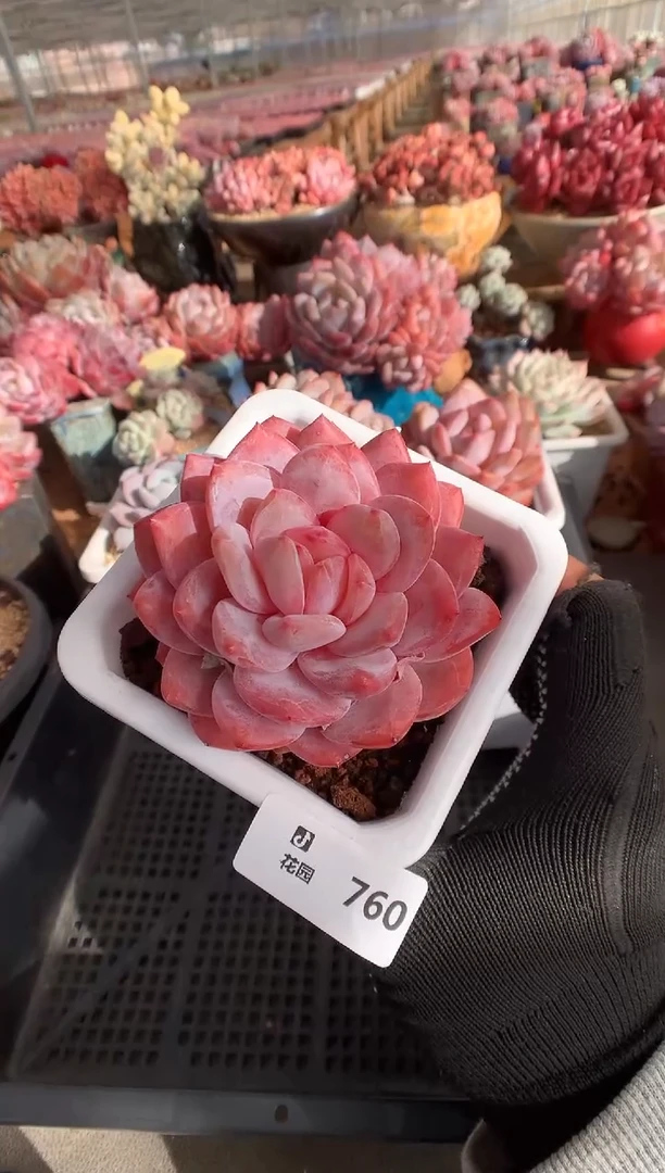 760雪天使多肉植物一物一拍