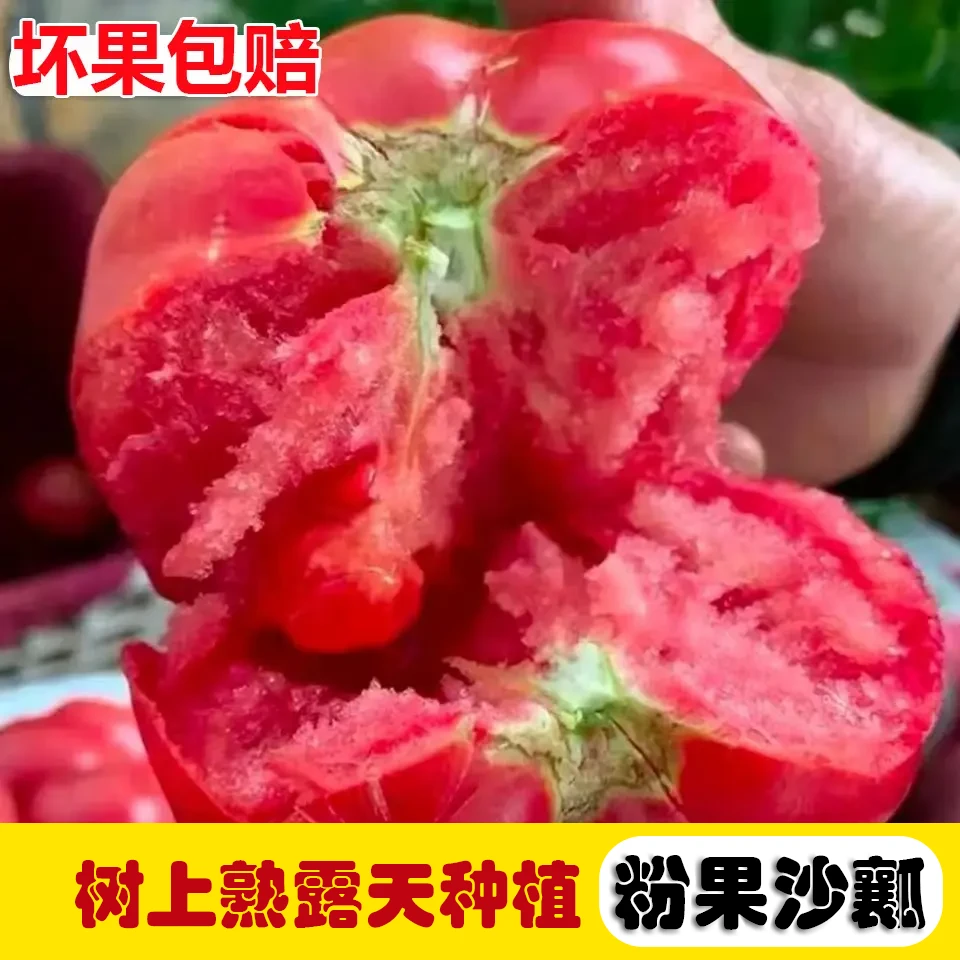【自然熟】四川攀枝花西红柿新鲜番茄沙瓤番茄露天自然熟5斤整箱ZL
