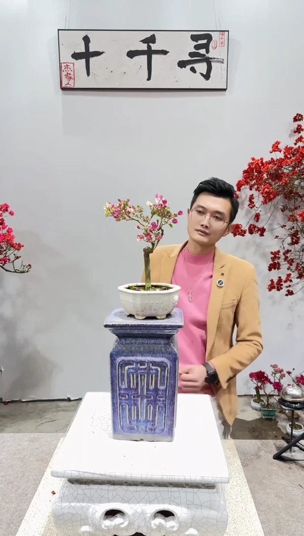 完全开放漳红缨三角梅