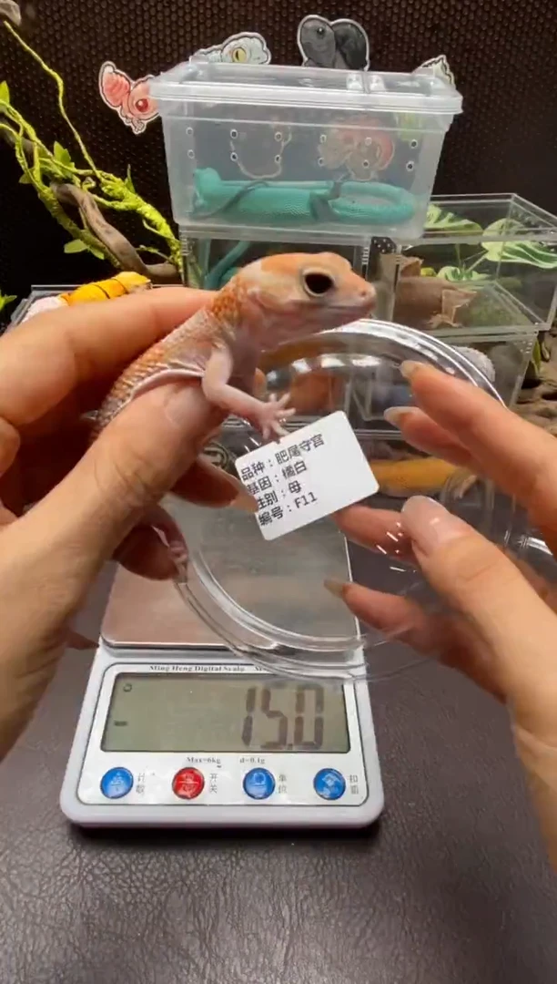 肥尾守宫鳞与尾 Scale Tail 爬宠f11