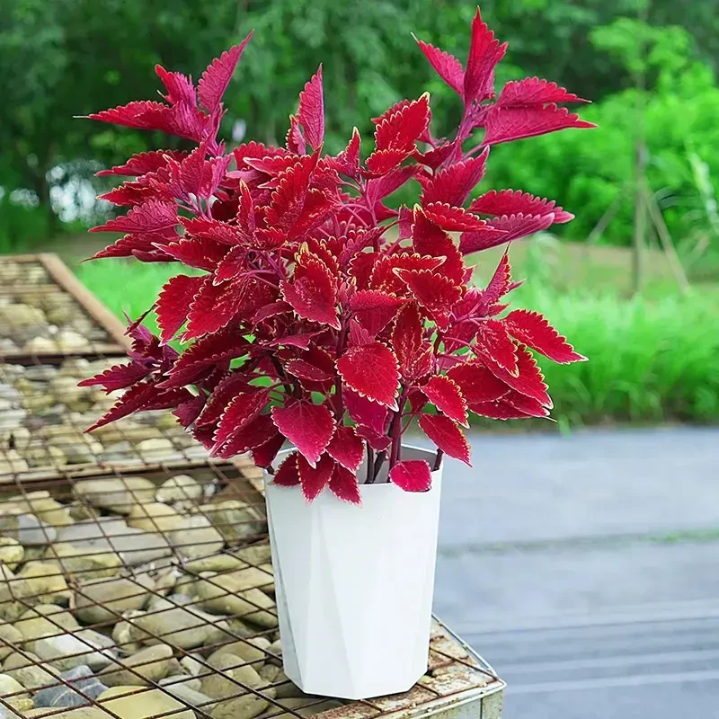 【养死包赔】彩叶草盆栽金边叶子花卉好养易活耐热适合室内阳台室外