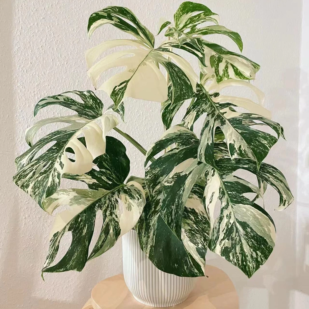 锦化盆栽绿植高端轻奢进口室内耐阴好养四季常绿植物ins风