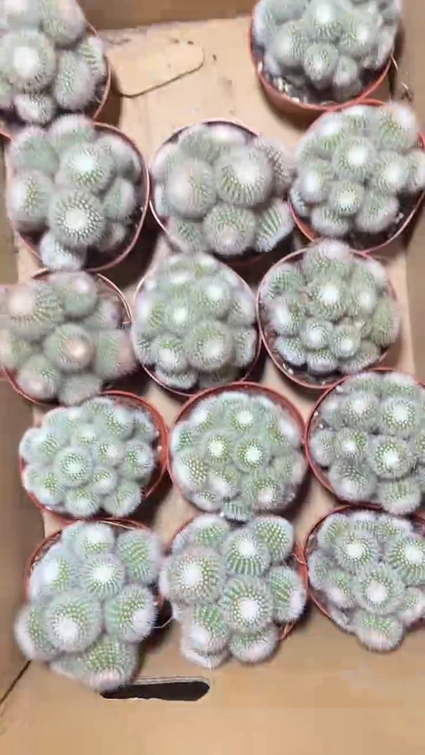 红芙蓉 群生【带根】9-12cm