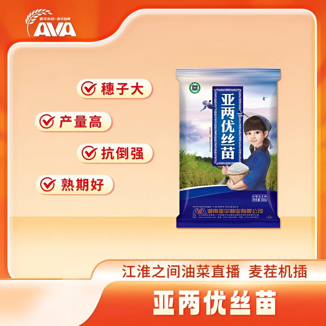 亚两优丝苗 亚系先锋稻 高产抗倒新丝苗
