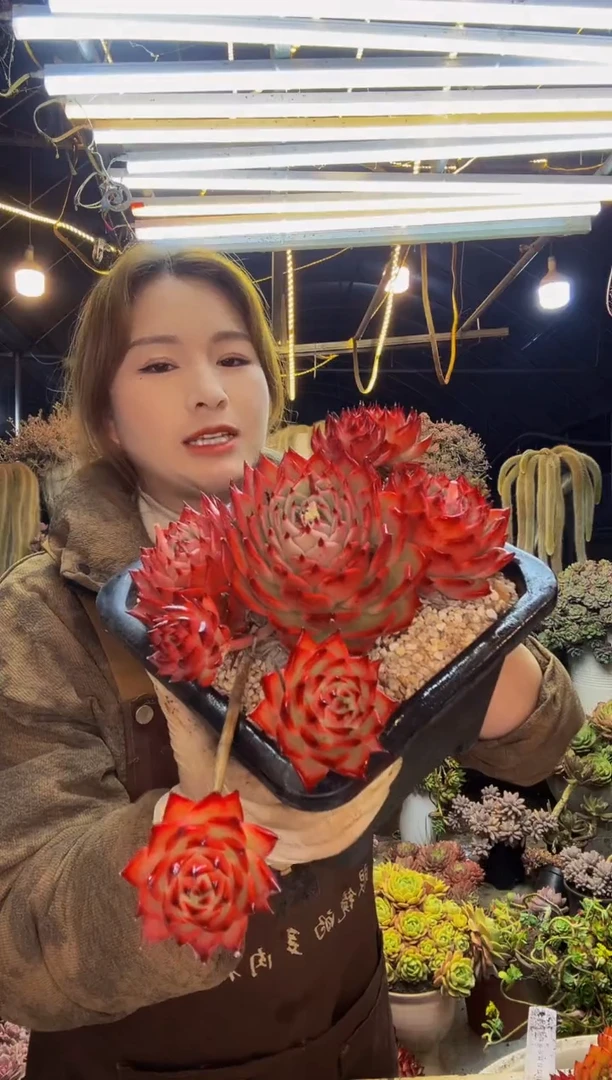 【闪购商品】东云一物一拍