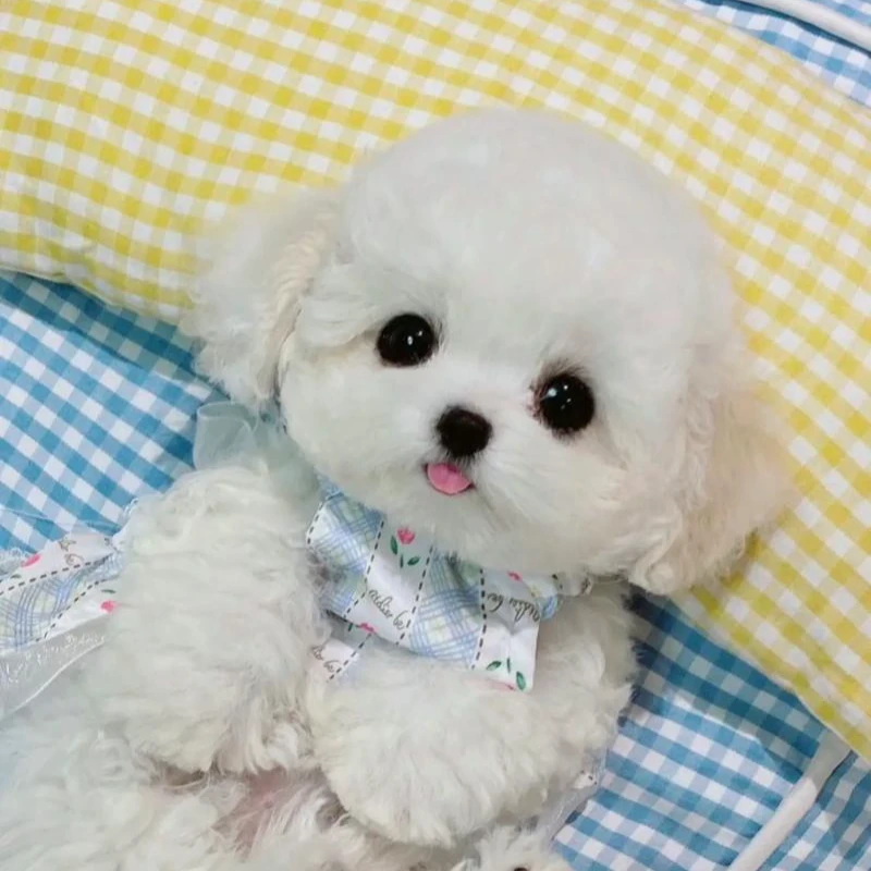 花儿萌宠比熊 狗狗活体幼犬保健康