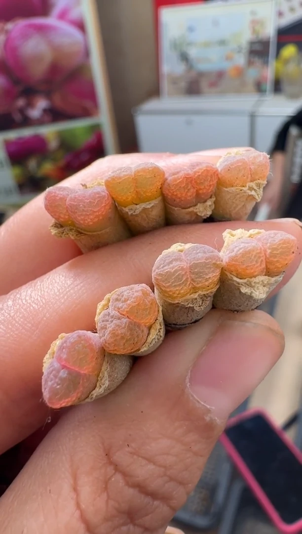 疯狂的多肉石头247蕾丝舞裙一颗