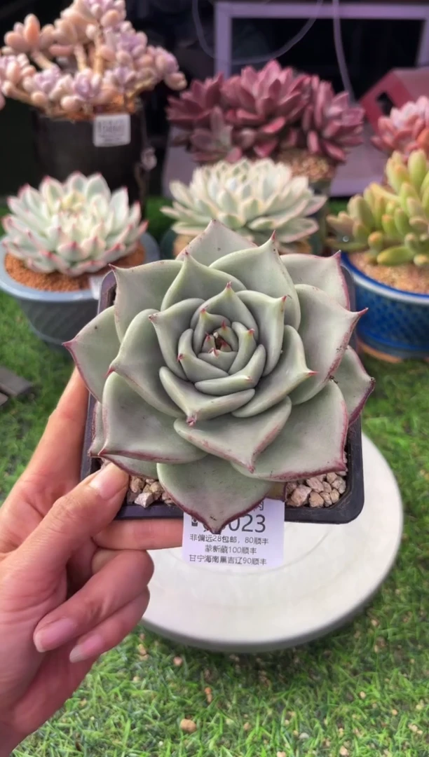 昆明印象多肉05023