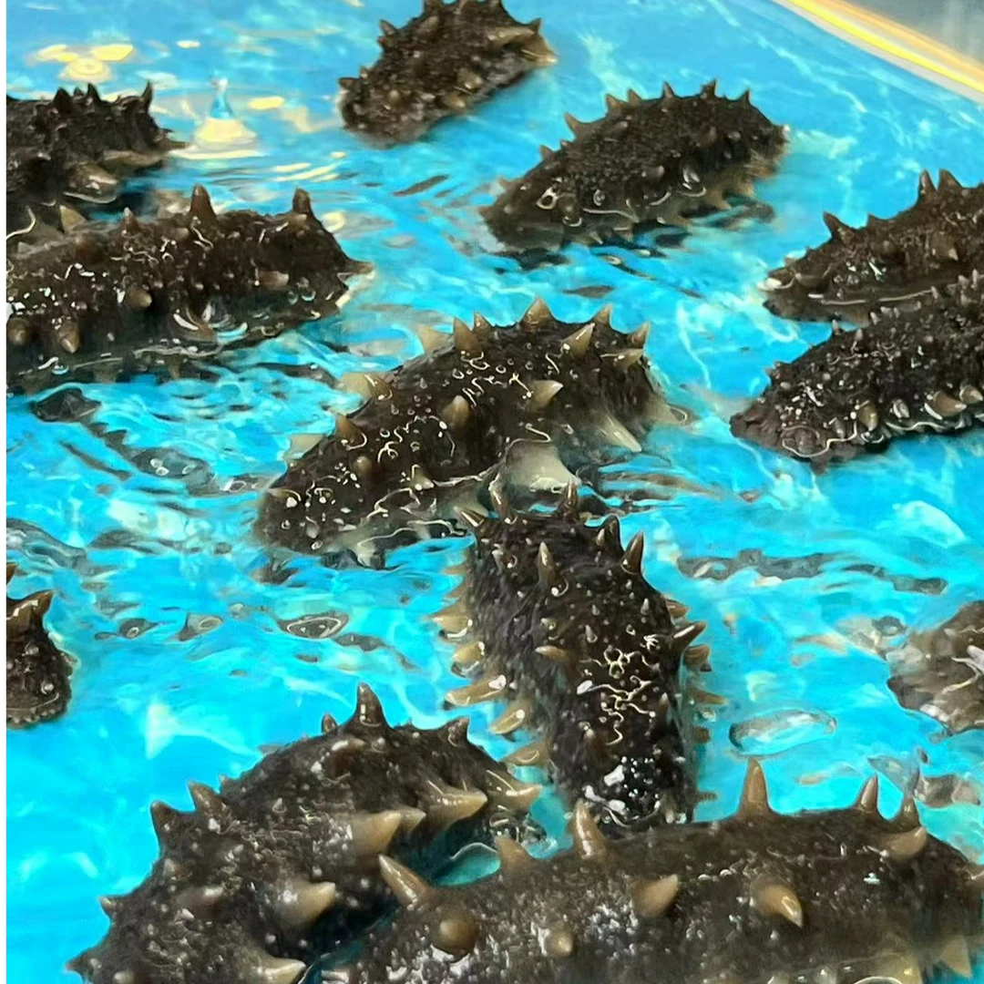 【2斤装多数购买】10-15头大连鲜食海参即食海参礼品刺参辽参9A冷冻大连海参精品海鲜