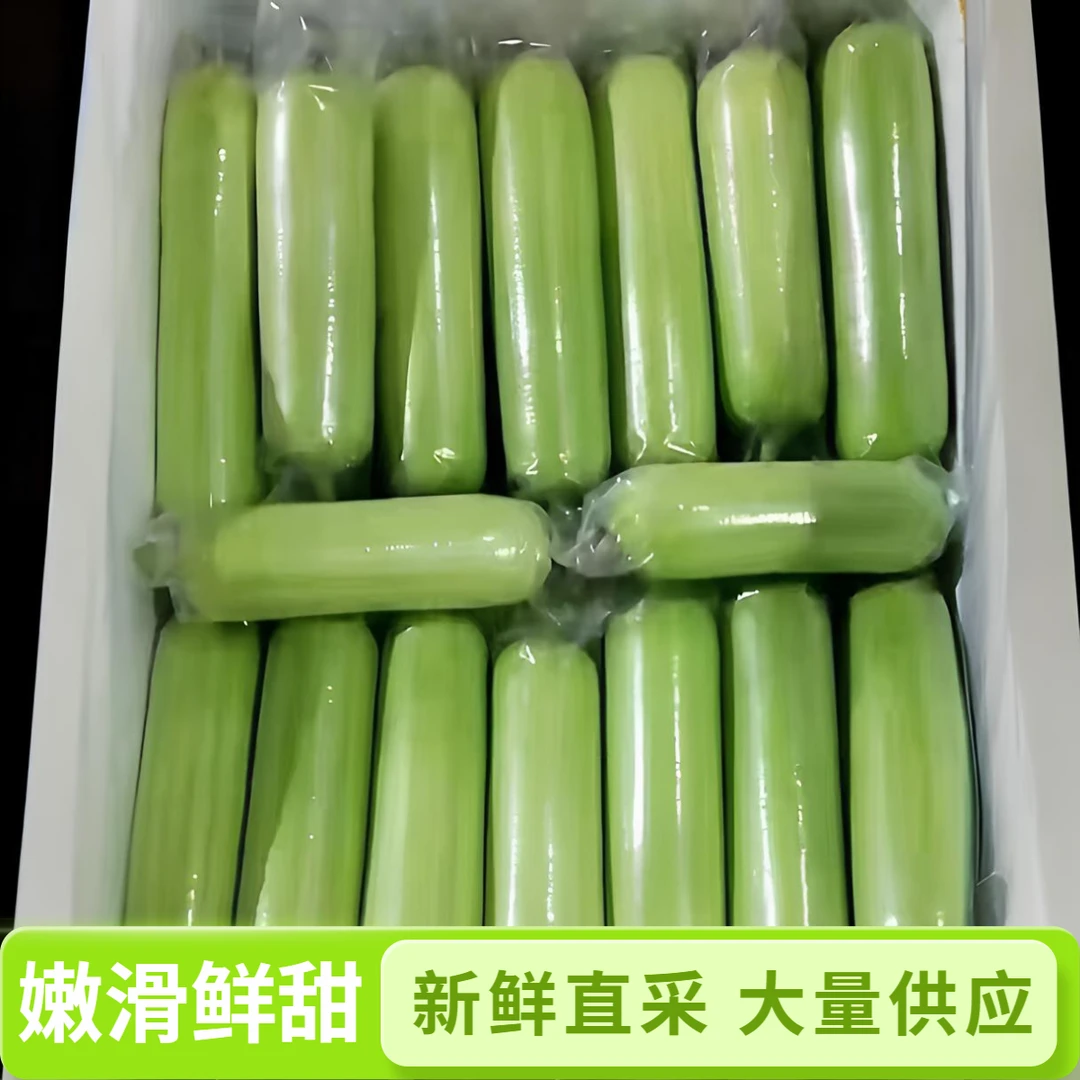 湖南白玉丝瓜奶油丝瓜3斤 肉丝瓜清甜嫩滑水瓜餐饮新鲜食材现摘